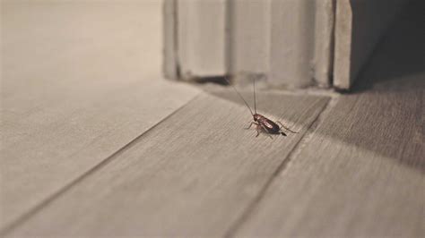 cockroach change skin|Cockroaches: A Guide on Signs, Prevention, and Pest Help.